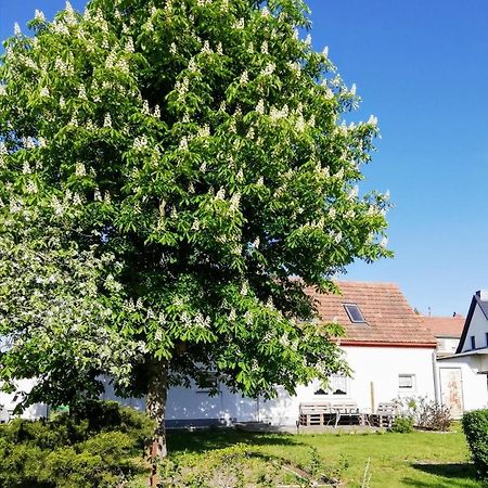 Ferienwohnung Lodig Gross Sarchen Eksteriør billede